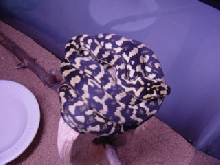 jungle carpet posing on thingy