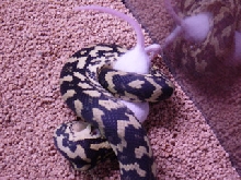 my jungle carpet eating a mouse