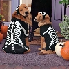 Dog Halloween