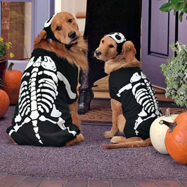 Dog Halloween