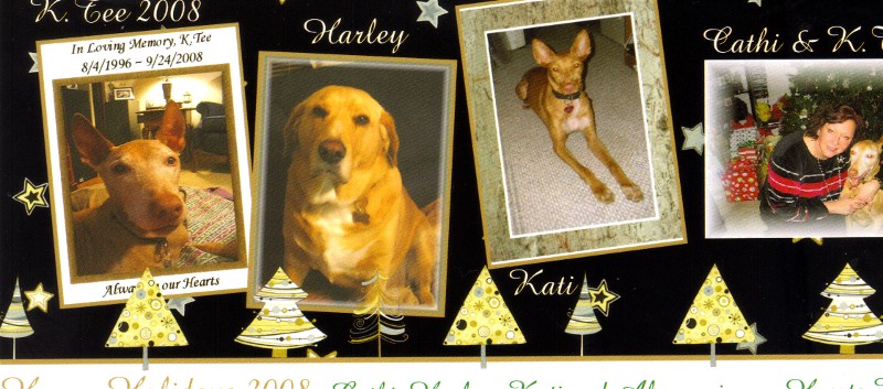 Christmas Card 2008