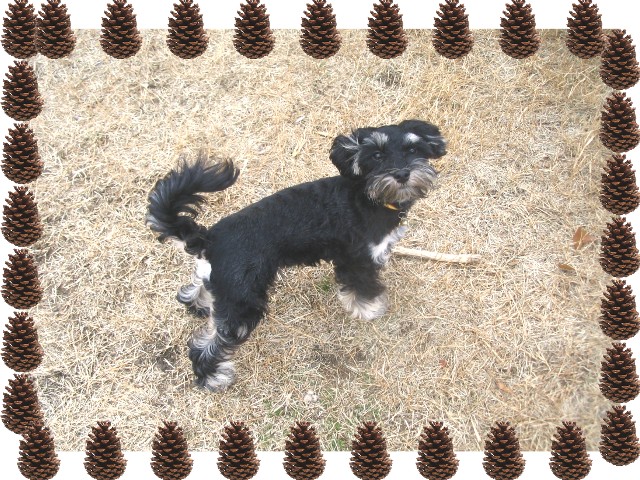 Hyrum the Schnoodle