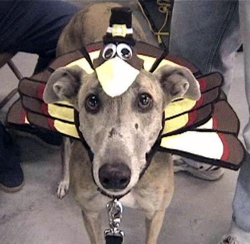 Happy thansgiving to all