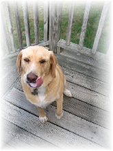 Harley - New Addition