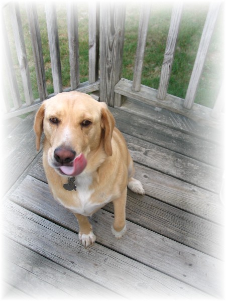 Harley - New Addition