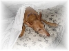 K.Tee Night-Night