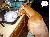 Thanksgiving 1997