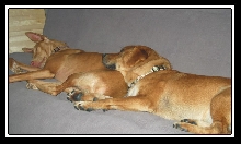 Kati & Duke b