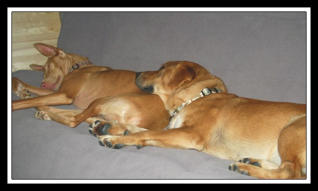 Kati & Duke b