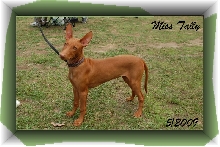 Miss Tally Match show b