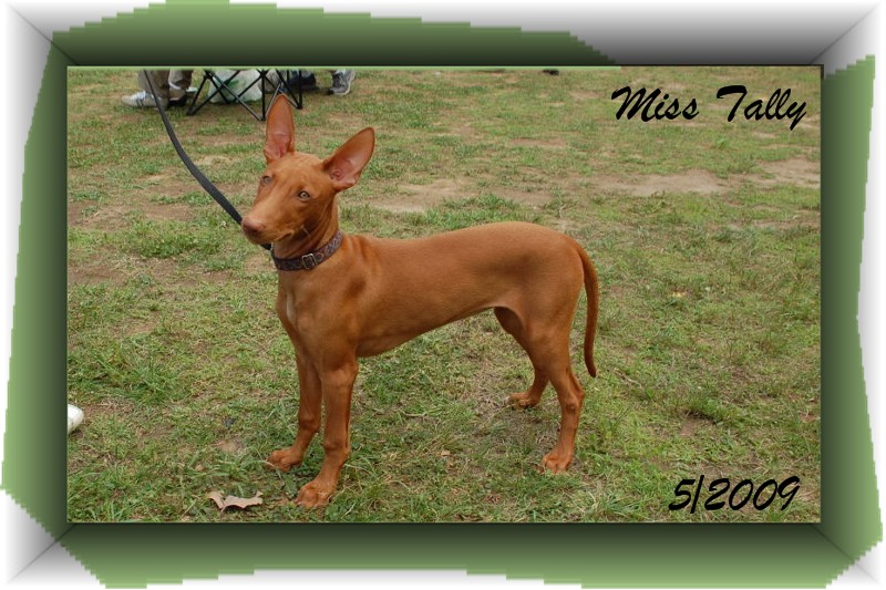Miss Tally Match show b