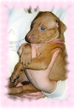 Puppy Peanut
