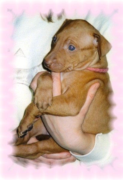 Puppy Peanut