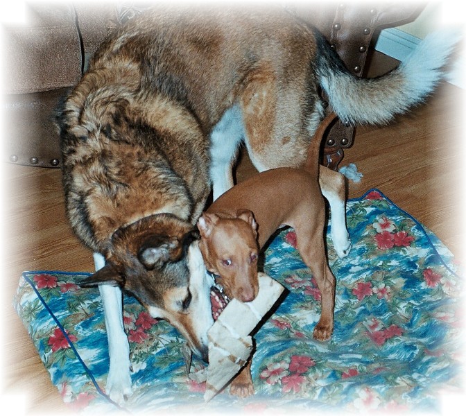 Tally & Skipper (Roll Playing)
