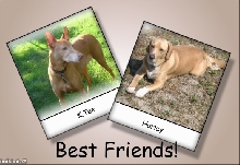 K.Tee & Harley