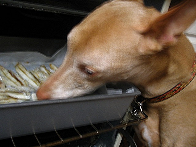 Tee's Lucky Day (Close Up)