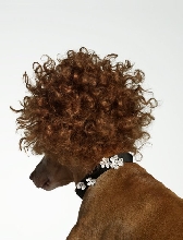 Peanut the Red Head - What a beauty