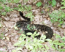 Black Phase Timber Rattlesnake