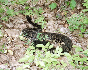 Black Phase Timber Rattlesnake