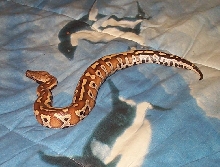 Sumatra Blood