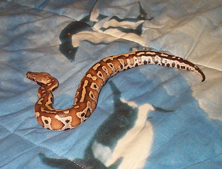 Sumatra Blood