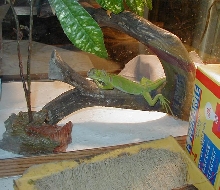My baby green iguana
