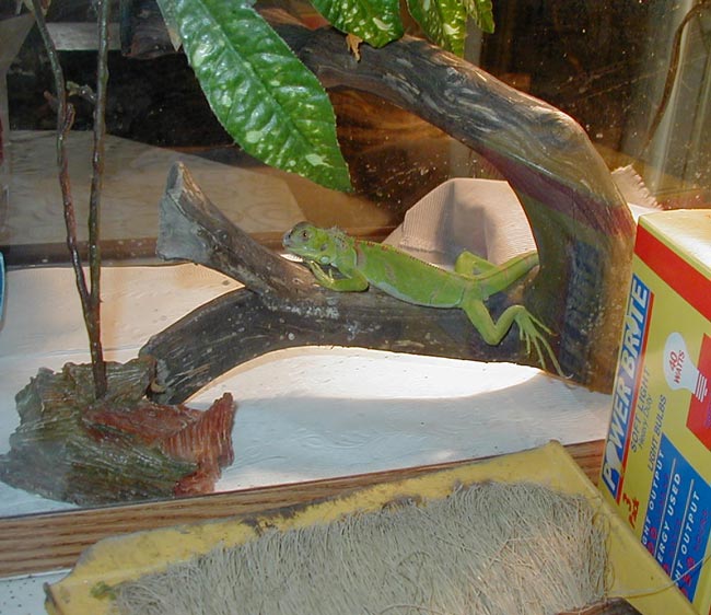 My baby green iguana