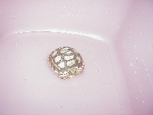 Babys first bath