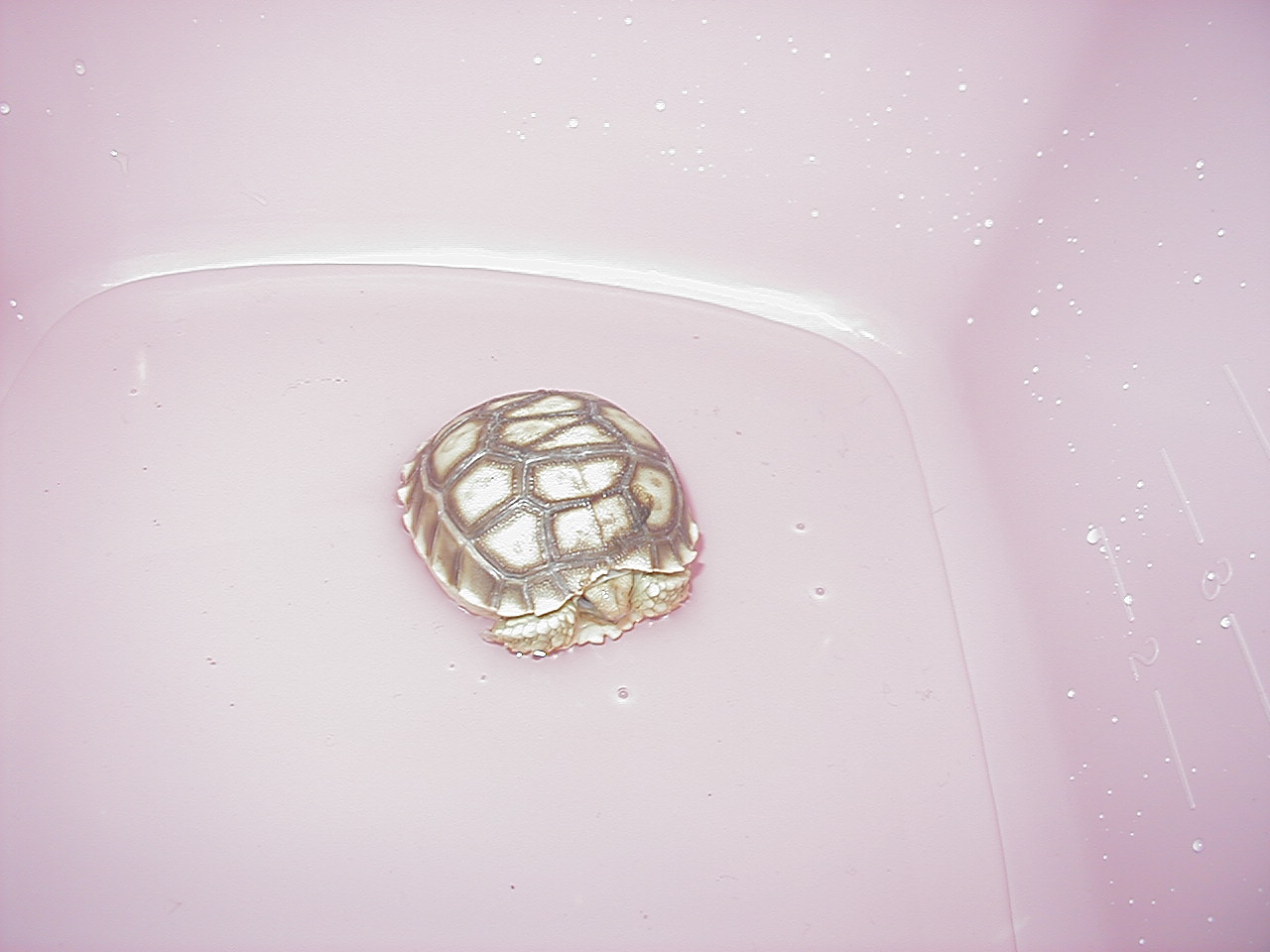 Babys first bath