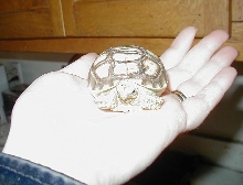 My new baby sulcata.