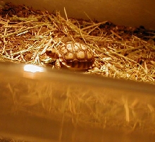 Babys new home
