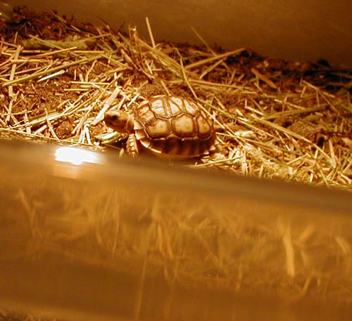 Babys new home