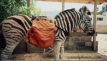 Dandy With a Packsaddle
