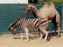 Play Time