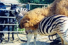 Dandy and Gobi Having Fun