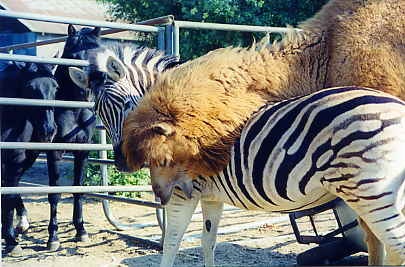Dandy and Gobi Having Fun