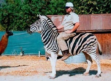 Ride a Zebra