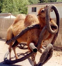Gobi loves to play