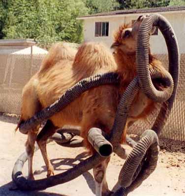 Gobi loves to play