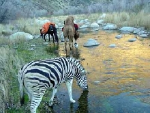 Out Camping