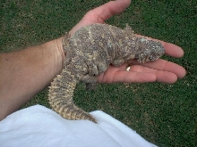 female ornate uro 3