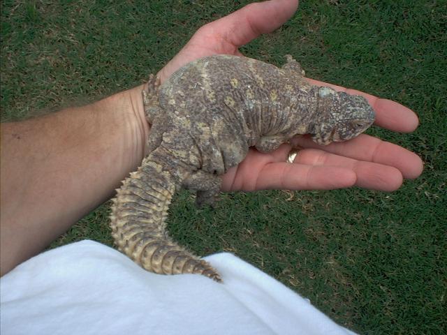 female ornate uro 3