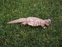 female ornate uro 2