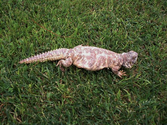 female ornate uro 2