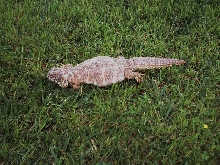 female ornate uro 1