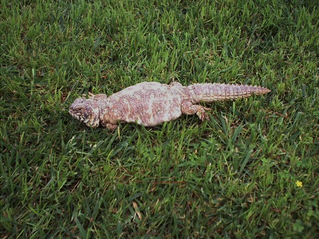 female ornate uro 1