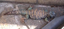 Male Ornate Uromastyx