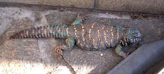 Male Ornate Uromastyx