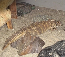 Ornate Uromastyx Pair