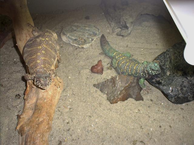 Ornate Uromastyx Pair
